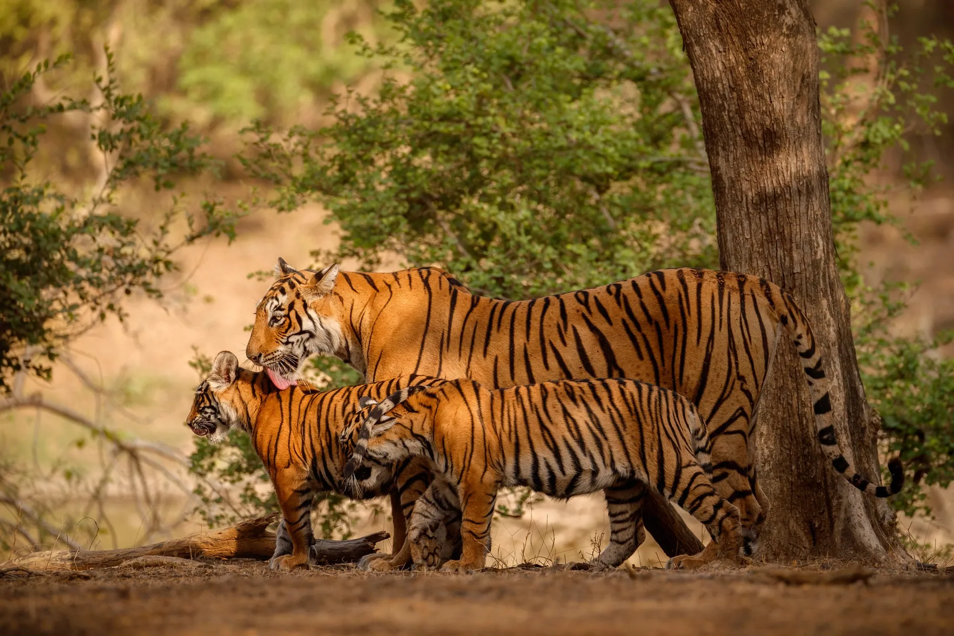 Heritage Rajasthan With Wildlife Tour image